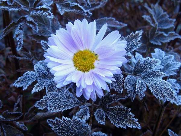 В Зимнем саду у Метелицы