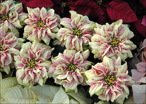 Рождественский цветок — Пуансеттия — Блог Три и ночка